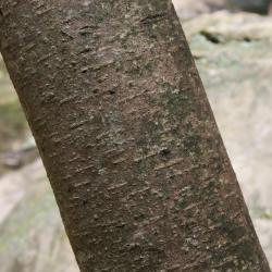 Hamamelis virginiana (Common Witch-hazel), bark, trunk