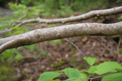 Hamamelis virginiana (Common Witch-hazel), bark, branch