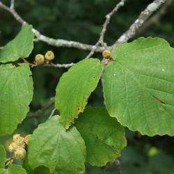 Hamamelis virginiana (Common Witch-hazel), leaf, summer