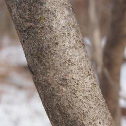 Hamamelis virginiana (Common Witch-hazel), bark, trunk