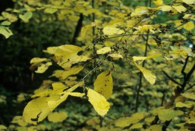 Hamamelis virginiana (Common Witch-hazel), leaf, fall, fruit, mature, inflorescence