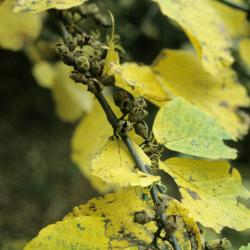 Hamamelis virginiana (Common Witch-hazel), leaf, fall, fruit, mature