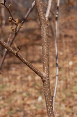 Hamamelis virginiana 'Harvest Moon' (Harvest Moon Common Witch-hazel), bark, branch