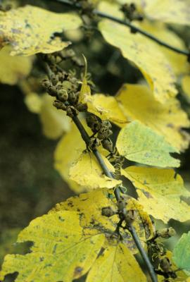 Hamamelis virginiana (Common Witch-hazel), leaf, fall, fruit, mature