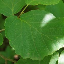 Hamamelis virginiana (Common Witch-hazel), leaf, summer