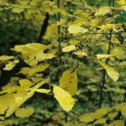 Hamamelis virginiana (Common Witch-hazel), leaf, fall, fruit, mature, inflorescence