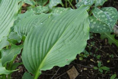 Hosta 'Clovelly' (PP20,612) (Clovelly Hosta PP20612), leaf, upper surface