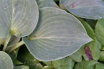 Hosta 'Blue Cadet' (Blue Cadet Hosta), leaf, upper surface