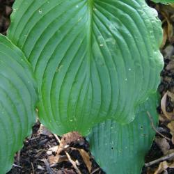 Hosta 'Green Piecrust' (Green Piecrust Hosta), leaf, upper surface