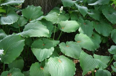 Hosta 'Green Piecrust' (Green Piecrust Hosta), leaf, summer