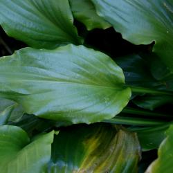Hosta 'Irish Luck' (Irish Luck Hosta), leaf, upper surface