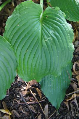 Hosta 'Green Piecrust' (Green Piecrust Hosta), leaf, upper surface
