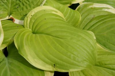 Hosta 'Fragrant Bouquet' (Fragrant Bouquet Hosta), leaf, upper surface