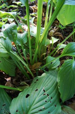 Hosta 'Honeybells' (Honeybells Hosta), leaf, petiole