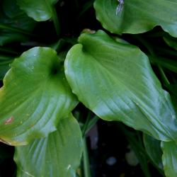 Hosta 'Irish Luck' (Irish Luck Hosta), leaf, summer