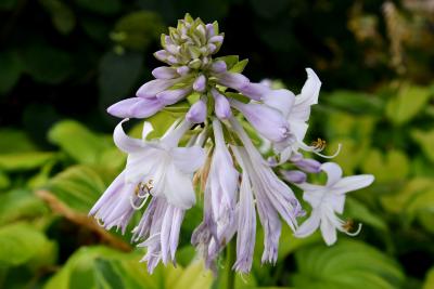 Hosta 'Stained Glass' (Stained Glass Hosta), inflorescence