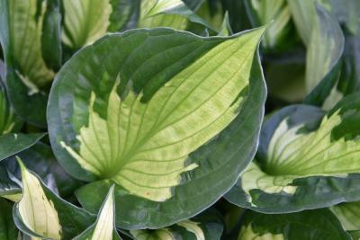 Hosta 'Whirlwind' (Whirlwind Hosta), leaf, summer