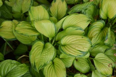 Hosta 'Stained Glass' (Stained Glass Hosta), leaf, summer