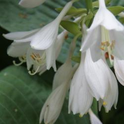 Hosta sieboldiana 'Elegans' (Elegant Siebold's Hosta), flower, side