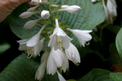 Hosta sieboldiana 'Elegans' (Elegant Siebold's Hosta), flower, full