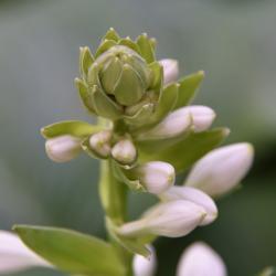 Hosta sieboldiana 'Elegans' (Elegant Siebold's Hosta), bud, flower
