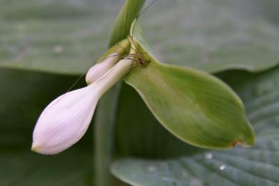 Hosta sieboldiana 'Elegans' (Elegant Siebold's Hosta), bud, flower