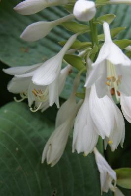 Hosta sieboldiana 'Elegans' (Elegant Siebold's Hosta), flower, side
