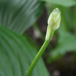 Hosta ventricosa (Pot-bellied Hosta), bud, flower