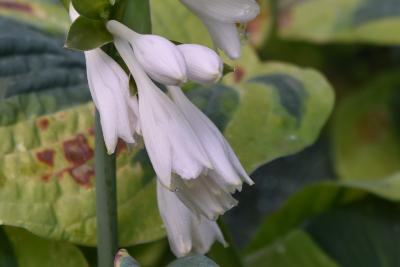 Hosta sieboldiana 'Francis Williams' (Frances Williams Siebold's Hosta), flower, side