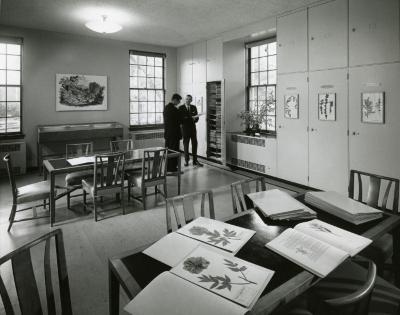 Herbarium, two men viewing specimens from cabinet