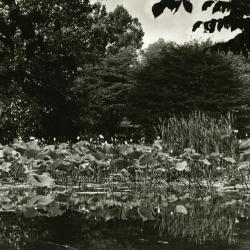 Morton Residence Grounds at Thornhill, lilies in pond