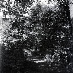 Trail through woods, east side