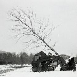 Workers moving tree in winter when Route 53 widened using Kluckhohn company tree mover