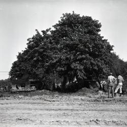 Two men observing transplanting of maple tree near shops at South Farm