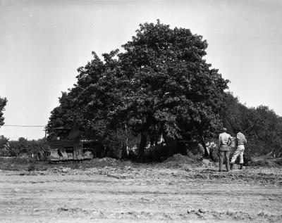 Two men observing transplanting of maple tree near shops at South Farm
