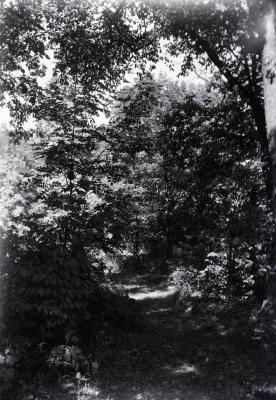 Trail through woods, east side