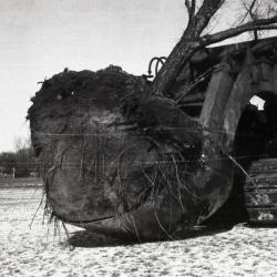 Moving large root balled tree when Route 53 was widened, using Kluckhohn tree moving outfit from Naperville