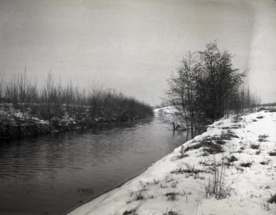 Poplar and willow plantings in winter along DuPage River