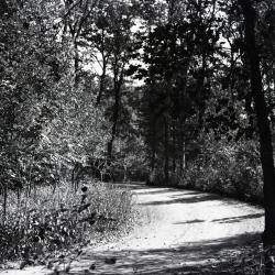 Early unpaved Arboretum road curving to left