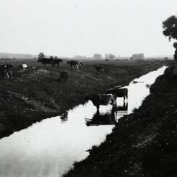 DuPage River just after dredging with cattle