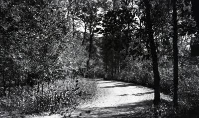 Early unpaved Arboretum road curving to left
