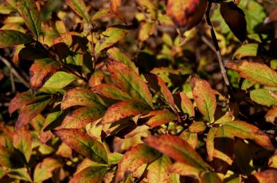 Abelia biflora (Twinflower Abelia), leaf, fall