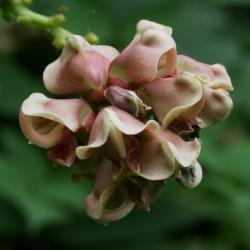 Apios americana (Ground Nut), flower, full, flower, side, inflorescence