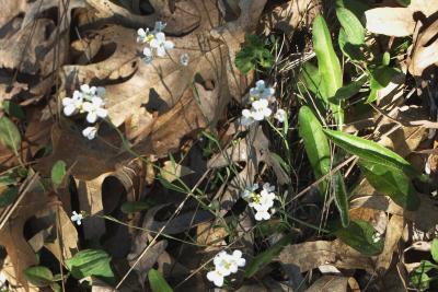 Arabidopsis lyrata subsp. lyrata (Rock Cress), habit, spring