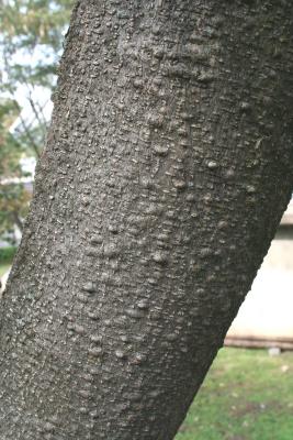 Albizia julibrissin (Silk-tree), bark, trunk