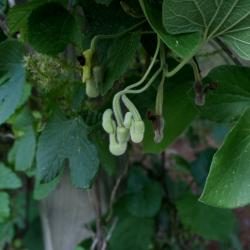Aristolochia tomentosa (Wooly Dutchman's Pipe), bud, flower