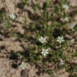 Arenaria serpyllifolia (Thyme-leaved Sandwort), habit, spring, flower, full