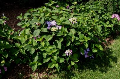 Hydrangea macrophylla 'PIIHM-I' (TWIST-N-SHOUT, PP 20176) (TWIST-N-SHOUT™ ENDLESS SUMMER® series Big-leaved Hydrangea PP20176), habit, summer