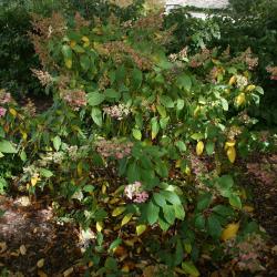 Hydrangea paniculata 'DVP Pinky' (PINKY WINKY, PP16166) (PINKY WINKY™ Panicled Hydrangea PP16166), habit, fall