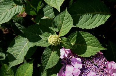 Hydrangea macrophylla 'PIIHM-I' (TWIST-N-SHOUT, PP 20176) (TWIST-N-SHOUT™ ENDLESS SUMMER® series Big-leaved Hydrangea PP20176), bud, flower